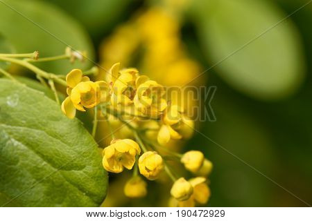 Flowers of a Korean Barberry (Berberis koreana) bush.