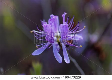 Flowers of a rhodora bush (Rhododendron canadense).