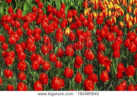 Red Tulips Green Leaves Fields Keukenhoff Lisse Holland Netherlands. Called the Garden of Europe