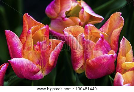 Pink Yellow Tulips Keukenhoff Lisse Holland Netherlands. Called the Garden of Europe