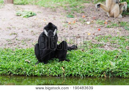 Close up Siamang Gibbon drinking water with hand