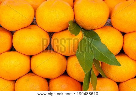 Many fresh raw orange. Oranges displaes in farm market