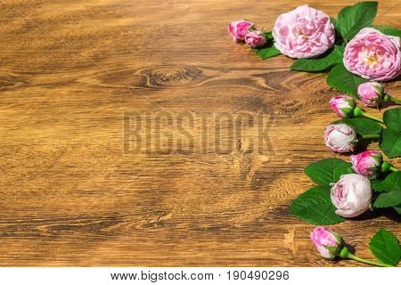 Dog Rose Pink Rosa Canina Flowers Valentine Theme