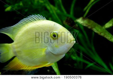 Female Golden Severum cichlid swimming Heros severus