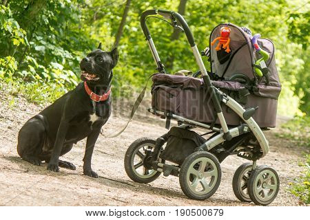 Baby carriage and big black guardian dog in the forest park