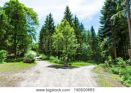 Path Fork Split In Dense Forest Trees Summer Foliage Dirt Footpath Daytime Bright Sunny Decision