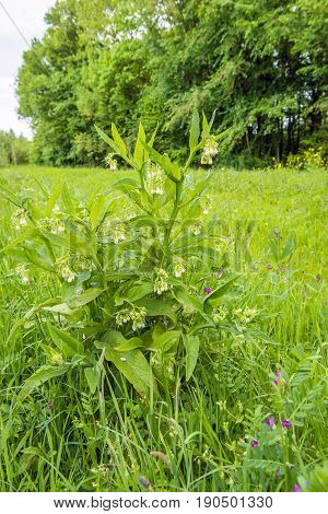 White budding flowering and overblown blooms of a common comfrey or Symphytum officinale plant. In the foreground a violet flowering fodder vetch or Vicia villosa plant.