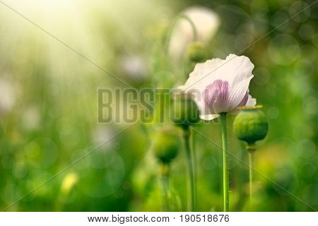 Vintage Flower With Like Abstract Background Concept