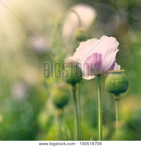 Vintage Flower With Like Abstract Background Concept