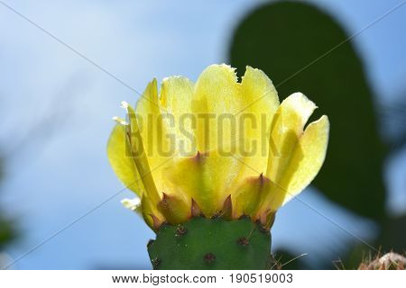 Yellow cactus flower with the background of a blurry garden