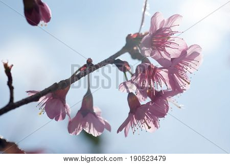 Beautiful pink cherry blossoms in the afternoon.
