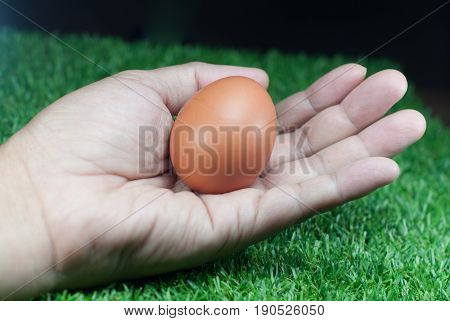 Eggs in hand holding against a green lawn background.