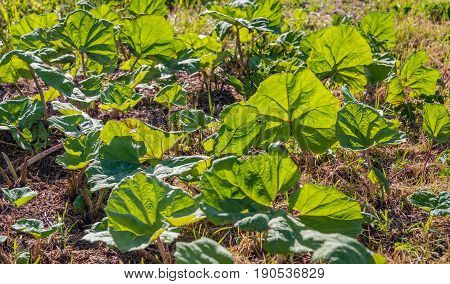 Many large translucent leaves of the butterbur or Petasites hybridus plant on a sunny day in springtime. According to the herbal medicine the leaves have medicinal properties