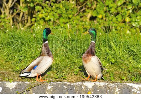 Couple of Mallard Ducks Whit the head Held High and looking each other