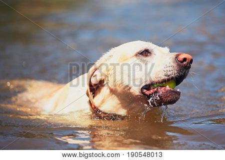 Summer Time With Dog