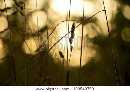 Close up of crops on a field in the sunset