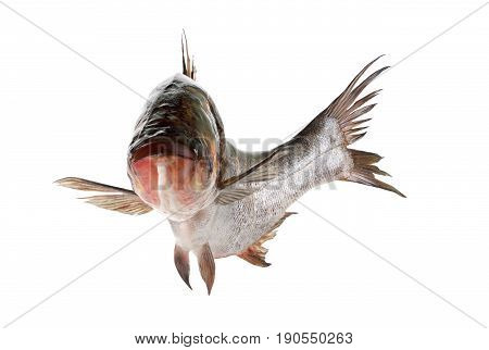 Fish silver carp close-up isolated on white background