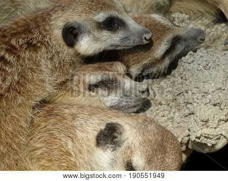 Portrait of group of meerkats lying together