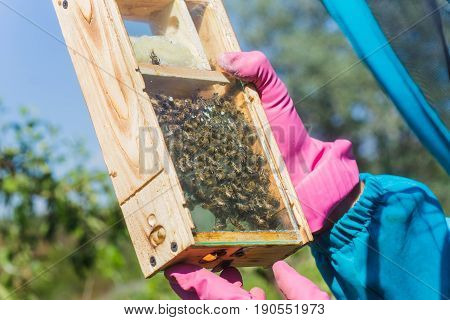 Tribal thoroughbred queen bee with a label in the nucleus behind the glass. Breeding of queen bees. Beeholes with honeycombs. Preparation for artificial insemination of queen bees. Natural economy.