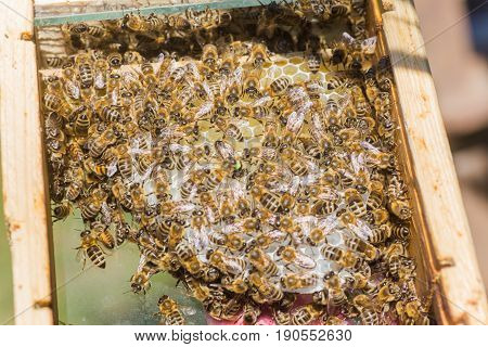 Tribal thoroughbred queen bee with a label in the nucleus behind the glass. Breeding of queen bees. Beeholes with honeycombs. Preparation for artificial insemination of queen bees. Natural economy.