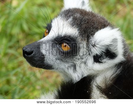 Close-up portrait of ring-tailed lemur from Madagascar