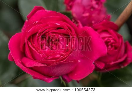Red  Augusta Luise Rose In Close Up Macro Image With Green Leaves Blurry Background