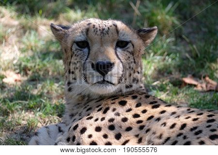 Cheetah; Acinonyx jubatus