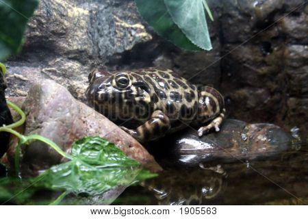 Gefleckter Frosch