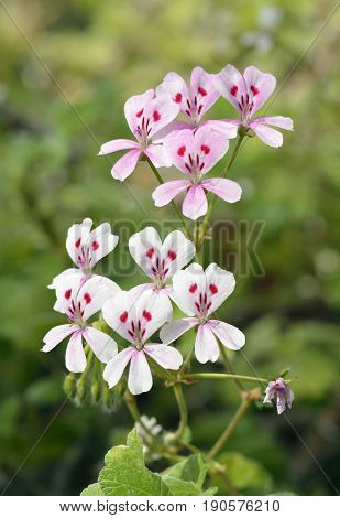 Cactus Geranium
