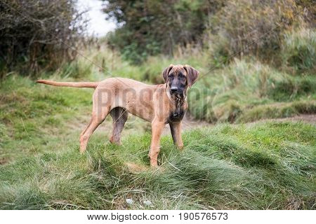 Rhodesian Ridgeback Dog Puppy outside on grass during her walk she his wearing a collar