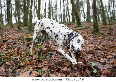 Dalmatian Dog Chewing A Stick In A Woods