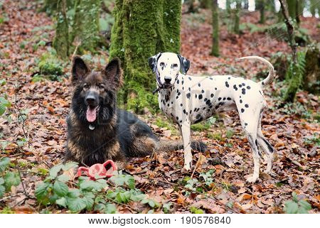 Dalmatian And German Shepherd Dog In The Woods