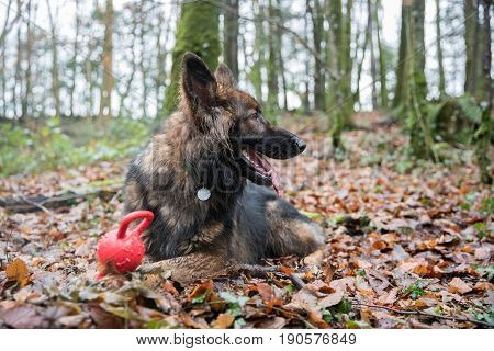 Big Dog Laid On Floor In Woods With A Toy