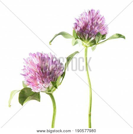 Red clover (Trifolium pratense) isolated on white background. Medicinal plant