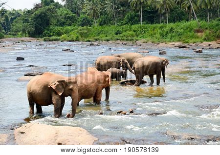 Elephants Bathing In The River. National Park. Pinnawala Elephant Orphanage. Sri Lanka,beautiful Sky