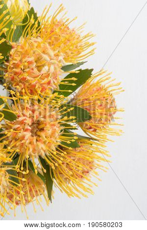 Yellow leucospermum cordifolium flower (pincushion protea) white background