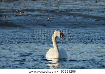 Mute swan late afternoon low tide Mattapoisett River