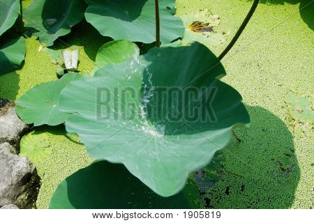 Lotusblatt