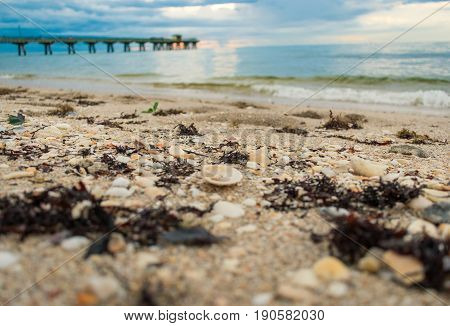 close up of seaweed and shells on the beach at sunrise with pier and blue cloudy sky in the background