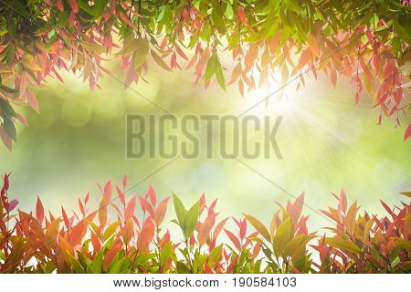 Natural Green Leaves White Background.