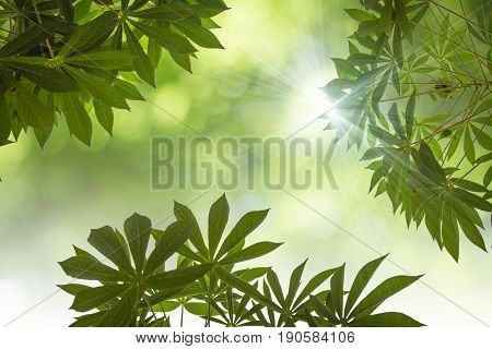 Natural Green Leaves White Background.