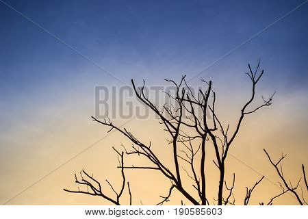 Photograph of a brance of the dead tree in shadow sihouetted in the twilight sunset sky background.