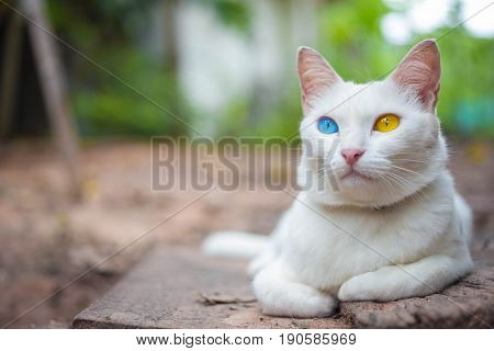 House cat Thai odd eye species with blue and yellow eyes.