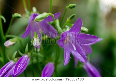 Blooming purple flowers with new buds ready to open
