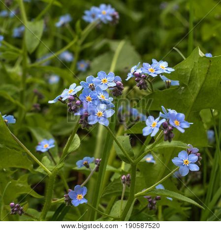 Forget-me-nots are small wildflowers of blue color. The center of the flower is yellow. Photographed with shallow depth of field.