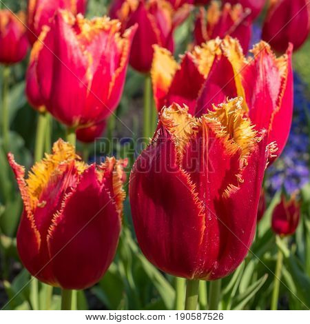 Tulip. Beautiful red buds terry tulip closeup. Flowers just start to blossom.