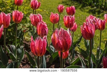 Tulip. Beautiful red buds of a tulip close-up. Flowers just start to blossom. Delicate petals shine through the sun.