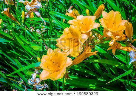 Yellow daylily blooming on spring morning Hemerocallis lilioasphodelus