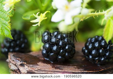 Berry ripe fresh blac kberry in green grass