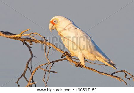 The Western Corella (Cacatua pastinator), formerly known as the Western Long-billed Corella, is a species of white cockatoo endemic to south-western Western Australia.